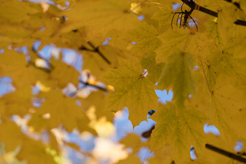 Golden Maple Leaves Against Blue Autumn Sky