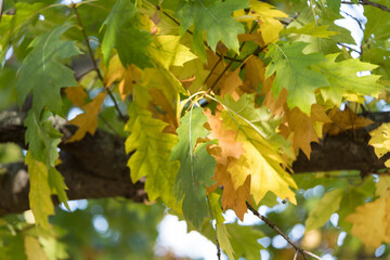 Colorful Oak Leaves Transitioning from Green to Yellow