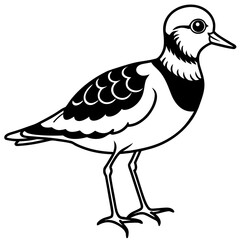 Ruddy Turnstone Silhouette Vector Illustration on White Background