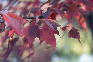 Close-up of red maple leaves in autumn light