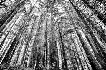 Naklejka premium Large cedar and redwood trees in the forest