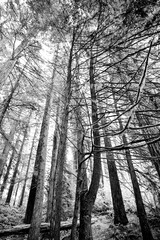 Large cedar and redwood trees in the forest