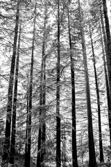Large cedar and redwood trees in the forest