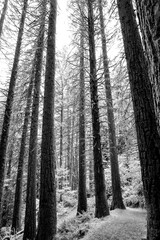 Fototapeta premium Large cedar and redwood trees in the forest