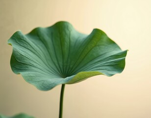 Obraz premium Macro shot of elegant green lotus leaf. Intricate textures and subtle curves detail nature organic botanical beauty. Fresh, serene, peaceful simplicity and harmony in garden, zen, wellness settings.