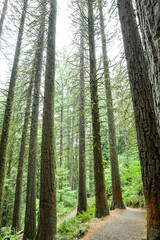 Obraz premium Large cedar and redwood trees in the forest