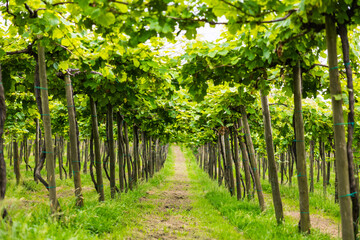 Vineyard near Zumaia Using the Traditional Semi-Trellis Cultivation Method