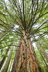 Large cedar and redwood trees in the forest