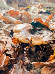 Brown mushroom growing among fallen leaves in a forest floor with natural sunlight illuminating scene