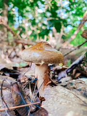 Fototapeta premium Brown mushroom growing on forest floor surrounded by leaves and twigs in natural environment