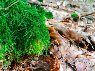 Lush green moss growing on forest floor surrounded by fallen leaves and natural debris