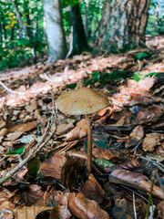 Brown mushroom growing amidst fallen leaves in a lush forest environment with soft sunlight