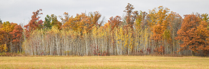Colorful autumn trees 