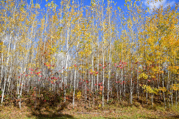 Colorful autumn trees 