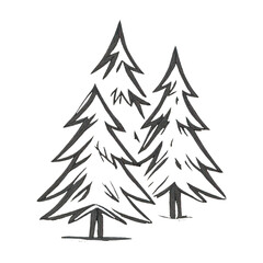 Obraz premium PNG Hand-drawn evergreen tree illustration.