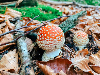 Vibrant red mushroom with white spots growing amidst fallen leaves in a lush forest environment