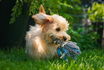 Fluffy Maltipoo Puppy Playing with Blue Rope Toy