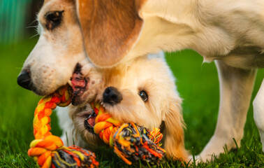 Close-Up Face-Off Tug-of-War between Dogs