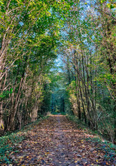 Serene forest pathway surrounded by lush trees and fallen leaves in a tranquil natural setting