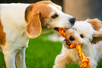 Tug-of-War Close-Up with Focused Dogs