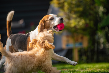 Beagle and Maltipoo Puppy Playing with Pink Ball