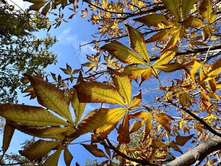 Golden-brown leaves of Aesculus hippocastanum (horse chestnut) tree in autumn, illuminated by sunlight against a bright blue sky, showing seasonal foliage and natural beauty of fall.