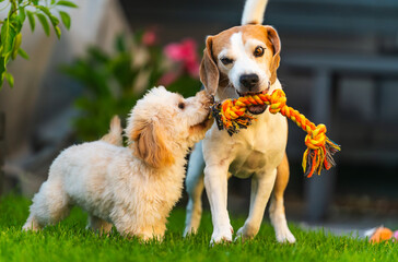 Maltipoo Puppy and Beagle Playing Tug-of-War Outdoors Portrait