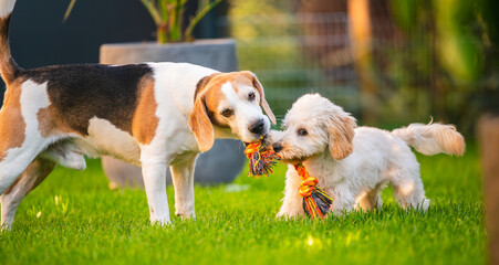 Beagle and Maltipoo Puppy Sharing a Rope Toy