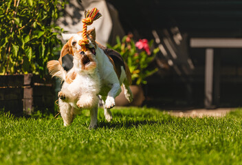Action Shot of Dogs Pulling on a Rope Toy