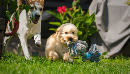 Maltipoo Puppy Running with Toy Followed by Beagle