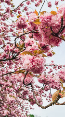 Vibrant pink cherry blossoms blooming on branches against a clear sky in a serene environment