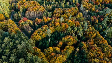 Fototapete Wasserfälle Dense Autumn Forest Aerial Top Down View Colorful Fall Trees  © YARphotographer