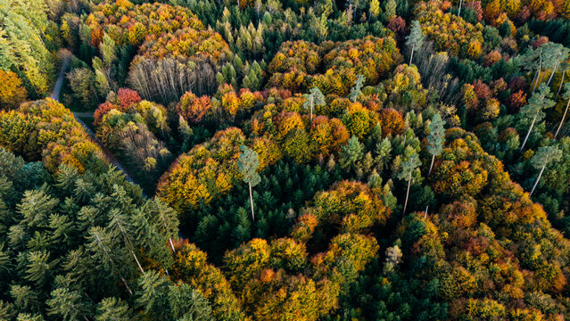 Dense Autumn Forest Aerial Top Down View Colorful Fall Trees