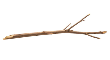 Single dry brown twig isolated on white background for art and craft use