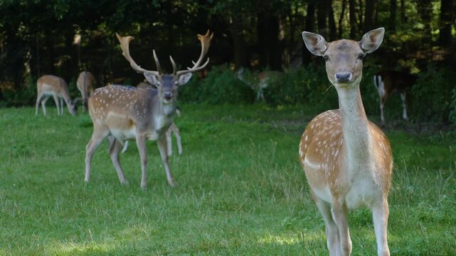 A herd of axis deer grazing on a meadow ona sunny spring day