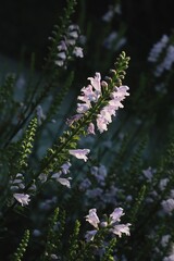 pink flowers of Physostegia Virginiana plant