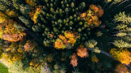 Conifer and Broadleaf Forest Contrast Autumn Aerial Top Down
