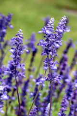 lila, small, flowers of salvia farinacea plant close up,