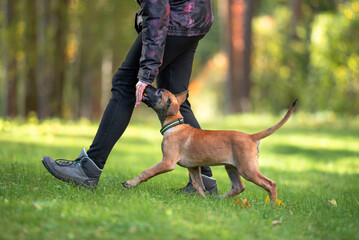 Beautiful Belgian Malinois Puppy Playing and Training Outdoors on Grass. Close-up Pet Portrait in High Quality