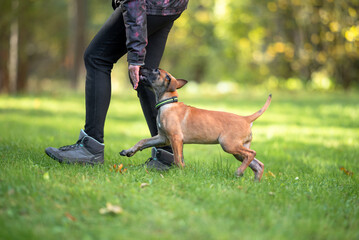 Beautiful Belgian Malinois Puppy Playing and Training Outdoors on Grass. Close-up Pet Portrait in High Quality