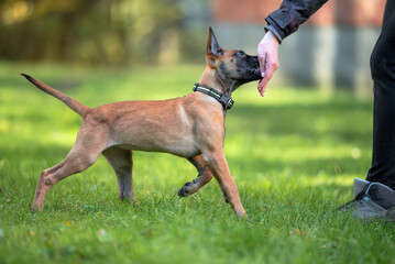 Beautiful Belgian Malinois Puppy Playing and Training Outdoors on Grass. Close-up Pet Portrait in High Quality