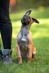 Beautiful Belgian Malinois Puppy Sitting on Green Grass Outdoors. Close-up Pet Portrait in High Quality