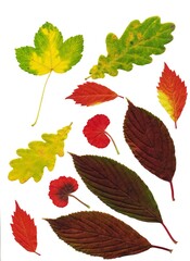 composition of various colorful leaves as pattern