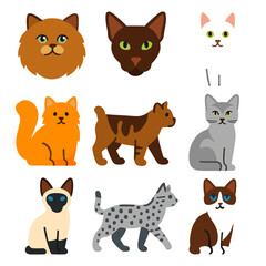 Fototapeta premium Colorful Cat Breed Icons. Flat vector icons of cat breeds: Ragamuffin gentle eyes, Havana Brown snout, Khao Manee white coat.