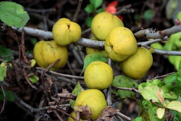 green fruits of Chaenomeles japonica shrub at autumn