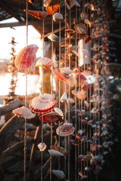 Shells hanging on the beach 