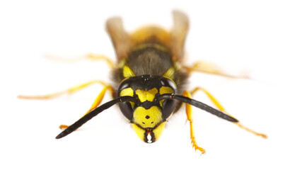 common wasp, Vespula vulgaris, European wasp isolated on white background