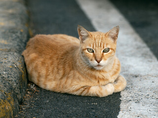 Ginger tabby street cat resting on asphalt beside a curb, partially lying on a white road marking, looking calmly into the camera.