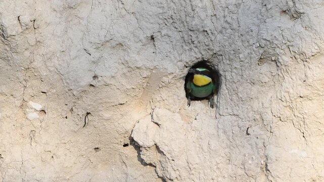 A colorful European Bee-eater flies to the nest, feeds the female, and flies away. A beautiful moment of bird behavior in slow motion.