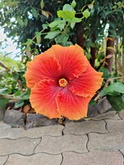 red hibiscus flower